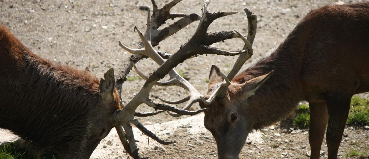 herten-in-bronsttijd.jpg